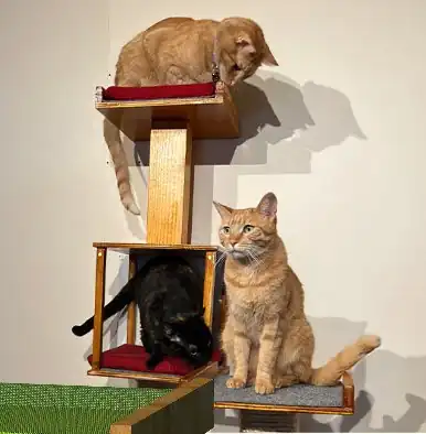 An orange cat lying on the top platform of the cat tree while a black cat and a second orange cat use the cube and lower perch.