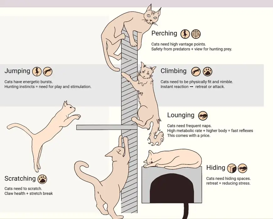 Illustrated diagram of cats perching, climbing, jumping, lounging, scratching and hiding around a vertical post.